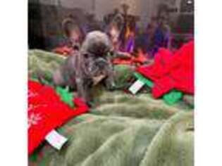 French Bulldog Puppy for sale in Baytown, TX, USA