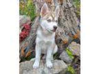 Siberian Husky Puppy for sale in Grovespring, MO, USA
