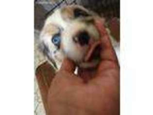 Australian Shepherd Puppy for sale in El Paso, TX, USA