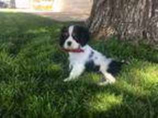 Cavalier King Charles Spaniel Puppy for sale in Muleshoe, TX, USA