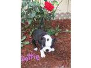 Boston Terrier Puppy for sale in Coeur D Alene, ID, USA