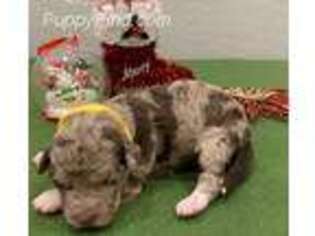 Goldendoodle Puppy for sale in Maricopa, AZ, USA