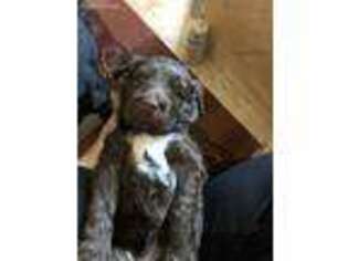 Labradoodle Puppy for sale in Denver, NC, USA