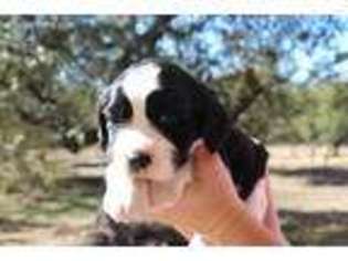 English Springer Spaniel Puppy for sale in San Antonio, TX, USA