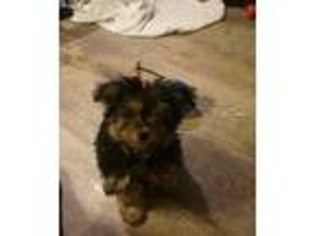 Chorkie Puppy for sale in Clare, IL, USA