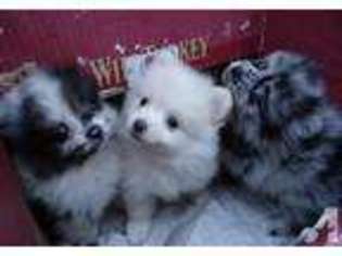 Pomeranian Puppy for sale in NEW LONDON, CT, USA