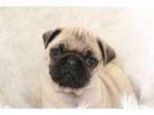 Pug Puppy for sale in Belleville, PA, USA