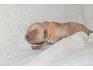 Golden Retriever Puppy for sale in Braselton, GA, USA