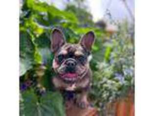 French Bulldog Puppy for sale in Calhan, CO, USA