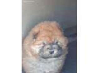 Chow Chow Puppy for sale in Mannford, OK, USA