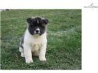 Akita Puppy for sale in South Bend, IN, USA