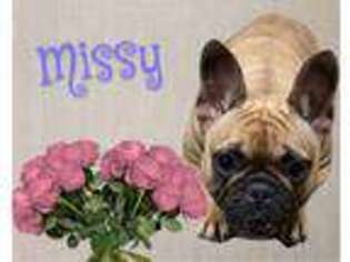 French Bulldog Puppy for sale in Tompkinsville, KY, USA