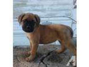 Bullmastiff Puppy for sale in BEAVER CITY, NE, USA