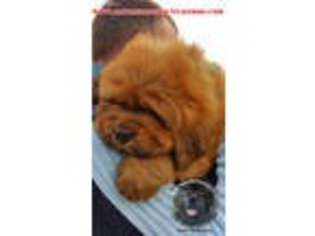 Medium Photo #1 Tibetan Mastiff Puppy For Sale in Phoenix, AZ, USA