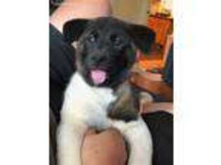 Akita Puppy for sale in Beaverton, OR, USA
