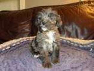 Mutt Puppy for sale in Middleburg, VA, USA