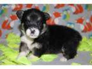 Pembroke Welsh Corgi Puppy for sale in Jamesport, MO, USA