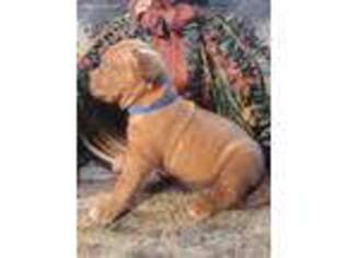 American Bull Dogue De Bordeaux Puppy for sale in Milburn, OK, USA