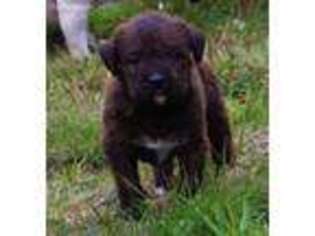 Labradoodle Puppy for sale in Vernonia, OR, USA