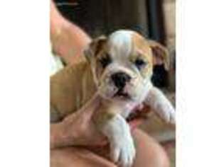 Bulldog Puppy for sale in Charlottesville, VA, USA