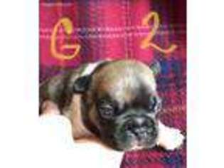 French Bulldog Puppy for sale in New Matamoras, OH, USA