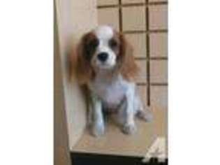 Cavalier King Charles Spaniel Puppy for sale in ESCONDIDO, CA, USA