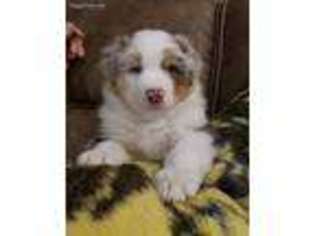 Australian Shepherd Puppy for sale in Nocona, TX, USA