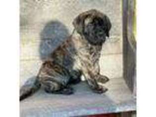 Mastiff Puppy for sale in Morganfield, KY, USA