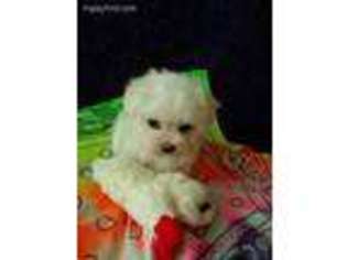 Maltese Puppy for sale in Monroe, GA, USA