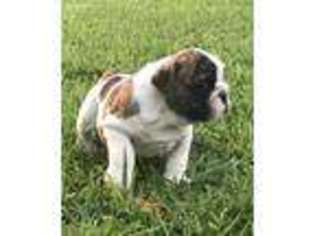 Bulldog Puppy for sale in Garland, TX, USA