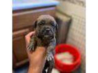 Cane Corso Puppy for sale in West Orange, NJ, USA