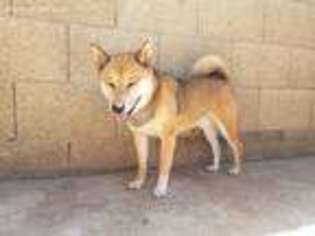 Shiba Inu Puppy for sale in Glendale, AZ, USA