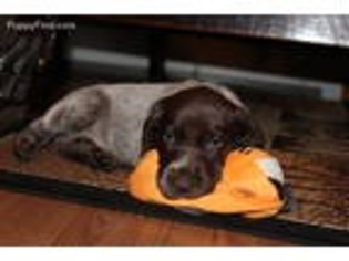 German Shorthaired Pointer Puppy for sale in Meyersdale, PA, USA