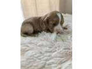 Cavapoo Puppy for sale in Tinley Park, IL, USA