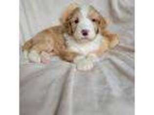 Mutt Puppy for sale in York, PA, USA