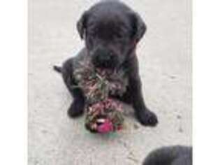 Labrador Retriever Puppy for sale in Norwalk, IA, USA