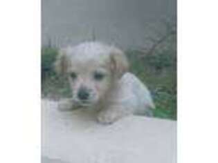 Mutt Puppy for sale in Carlsbad, CA, USA