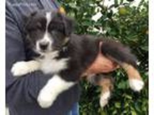 Australian Shepherd Puppy for sale in Norco, CA, USA