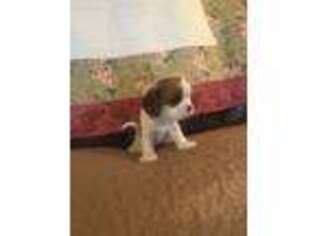 Cavalier King Charles Spaniel Puppy for sale in Jerseyville, IL, USA
