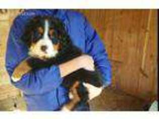 Bernese Mountain Dog Puppy for sale in Willow Street, PA, USA