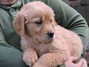 Golden Retriever Puppy for sale in Pounding Mill, VA, USA