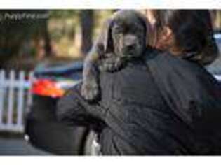 Cane Corso Puppy for sale in Pembroke, MA, USA
