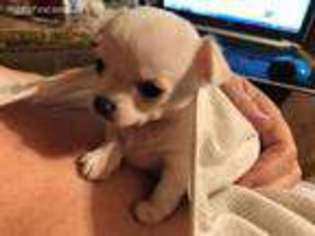 Chihuahua Puppy for sale in Texarkana, AR, USA