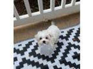 Maltese Puppy for sale in Lawrenceville, GA, USA