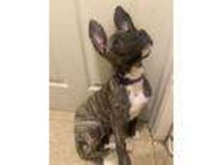 Mutt Puppy for sale in Newport News, VA, USA