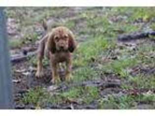 Bloodhound Puppy for sale in Antoine, AR, USA