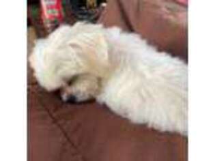 Maltese Puppy for sale in Coal City, IL, USA