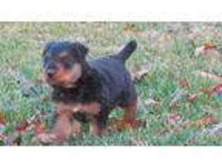 Airedale Terrier Puppy for sale in Ewing, IL, USA