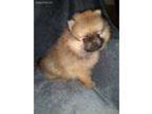 Pomeranian Puppy for sale in Tickfaw, LA, USA