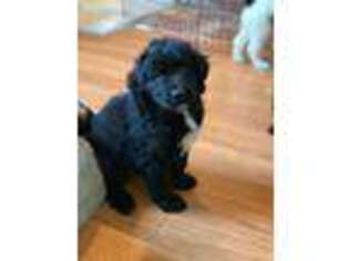Newfoundland Puppy for sale in Chino, CA, USA